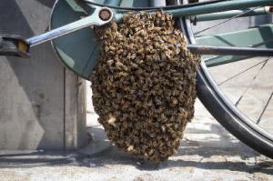 bijen gaan met de fiets